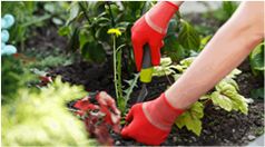 Lawn Mowing Melbourne